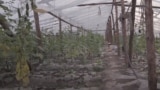 Ферма, на которой заставляли работать узбекистанеев 